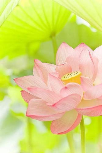 我是佛前一朵莲花,我到人世来,被世人所误.
