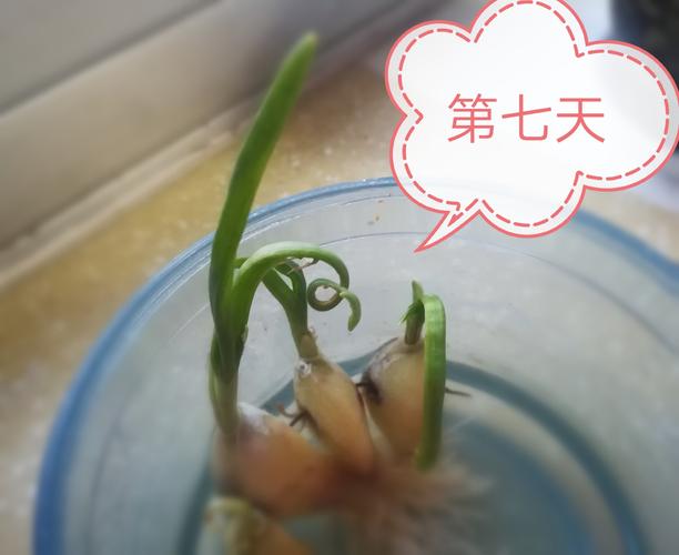 蒜苗的成长记录