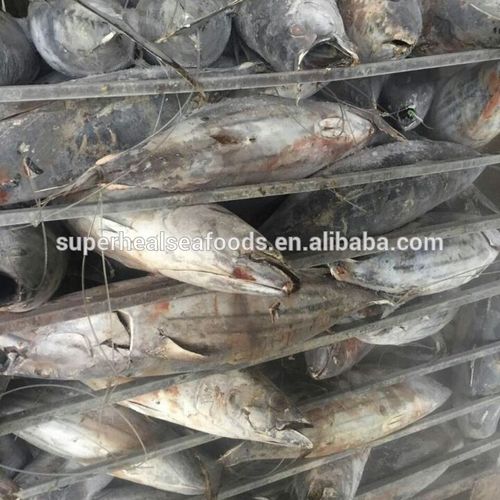 skipjack tuna whole