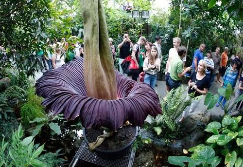 南台控股全球最大的腐尸花将再次盛放排队两小时闻腐尸的味道