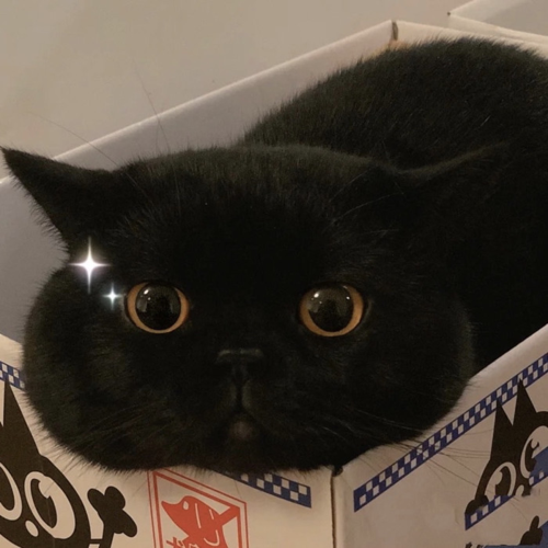 孟买猫宠物猫咪活体纯种活物黑猫纯黑色玄猫幼崽英短幼猫小猫短腿