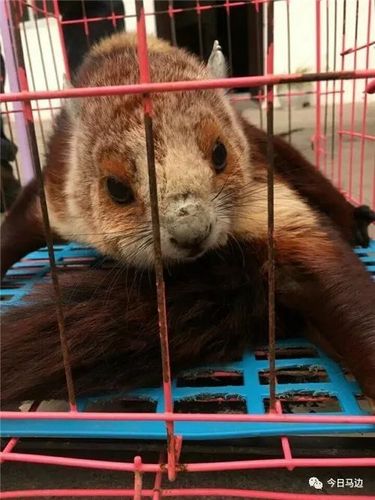 点赞马边成功救获一只濒危野生动物复齿鼯鼠