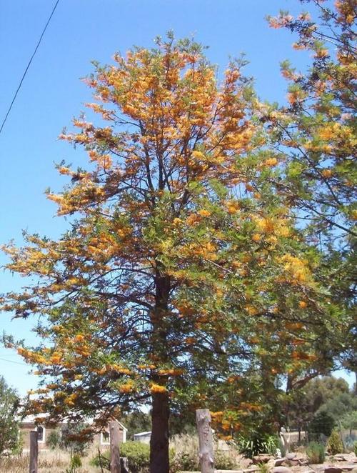 银桦grevillea robusta - silky oak云南,四川西南部