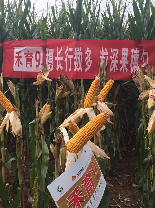 禾育9号火遍山西