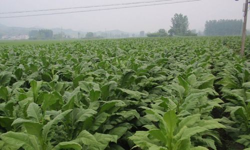 烟草还有药用作用?