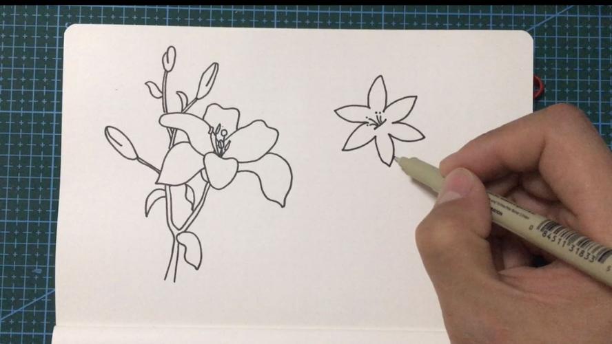 幼儿儿童简笔画百合花的画法