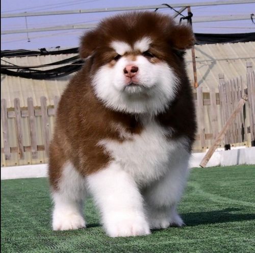 热销宠物犬 巨型_出售纯种阿拉斯加幼犬巨型熊版灰桃脸阿拉斯加雪橇犬