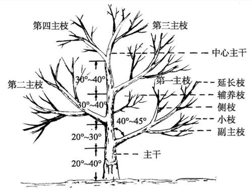 柑橘的树体结构