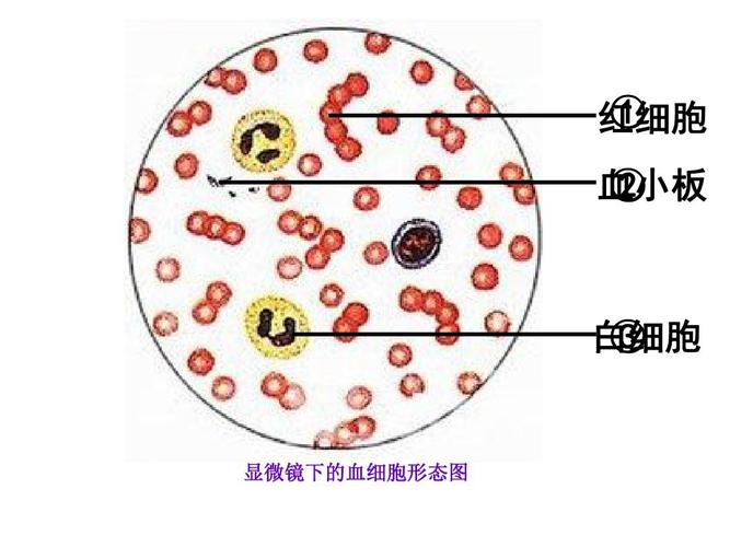 ① 红细胞 血小板 ② 白细胞 ③ 显微镜下的血细胞形态图