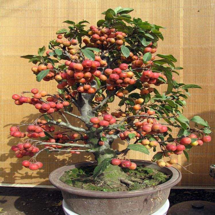 花卉盆栽冬红果盆景树桩观果植物海棠果盆栽长寿果盆景阳台室内花