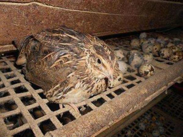 鹌鹑常见病有哪些?如何治疗与预防?