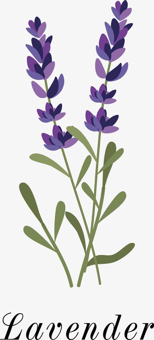 关键词 : 卡通,手绘,紫色,薰衣草,矢量