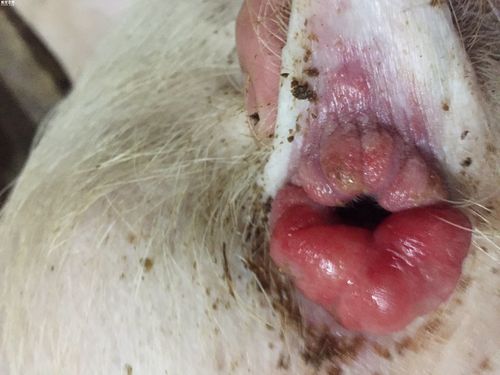 看看图吧肛门周围长出的不是直肠脱昨天发现一头今天又发现一头想请教