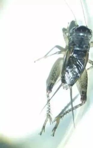 一只蛐蛐卖11万,蛐蛐大赛奖金100万!我竟错过了亿万家产!