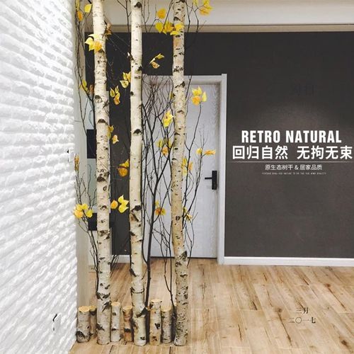 白树枝装饰幼儿园隔断 白桦树杆枯树枝 天然干树枝 东北白桦树干