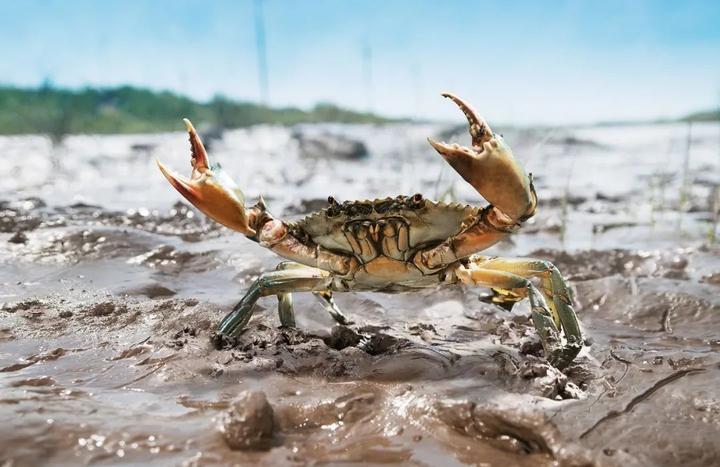 速来投票三门青蟹正在参加这场伴手礼大赛