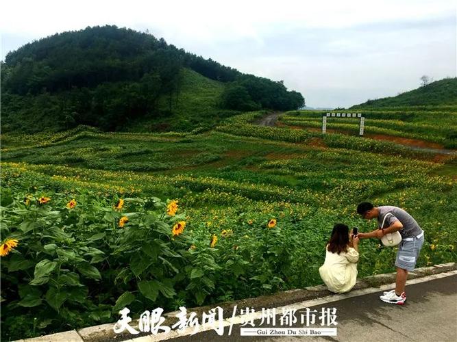 修文苏格兰牧场,600亩向日葵绽放