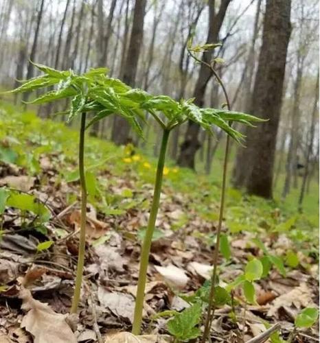 人参成长记 ——"鲜"人一步