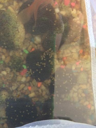 金鱼产卵了,现在已经分出来了!接下来有哪些需要注意的!请大神指点!