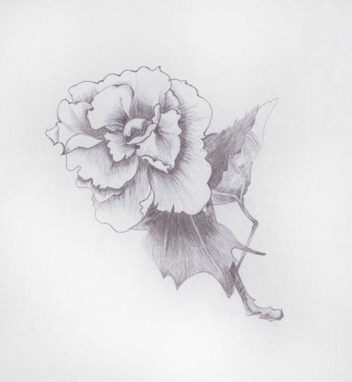 康乃馨素描简笔画