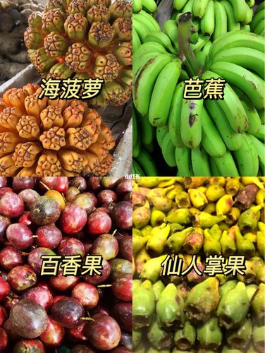 云南昆明西双版纳解锁的水果图鉴(一)_西双版纳傣族自治州自由行热门
