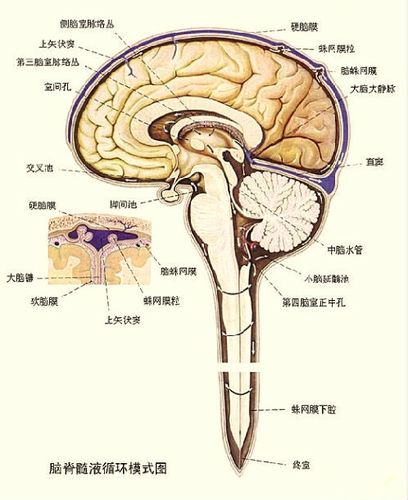 你不得不知的脉络丛乳头状瘤的医学常识