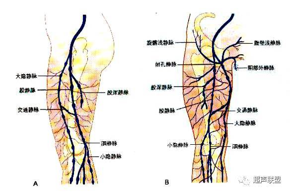股浅静脉≠"浅静脉"交通支静脉(穿静脉):深浅静脉之间的一组静脉,大腿
