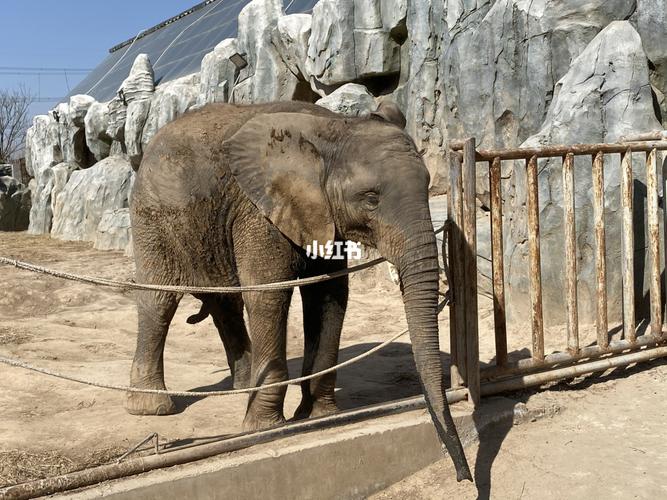 濮阳野生动物园_动物园_探店_拍照_旅游_周边游_濮阳探店_出行_出行