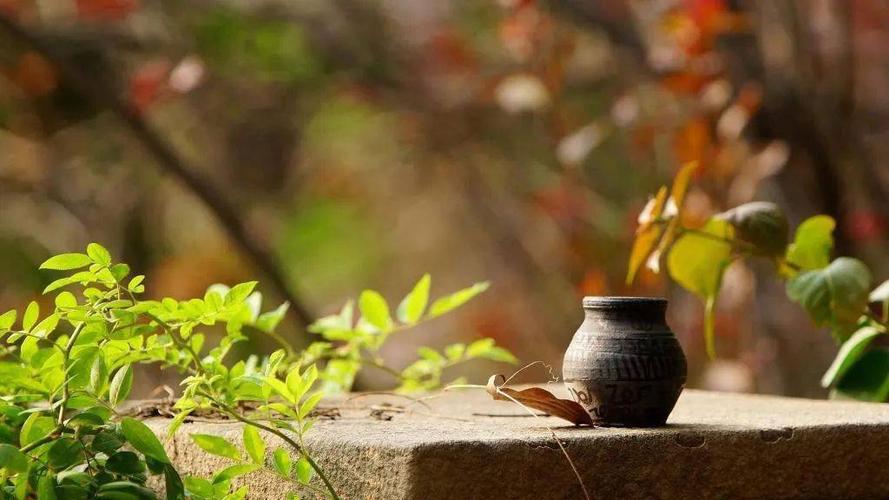 朝读美文 | 杨绛:人生最曼妙的风景是内心的淡定与从容
