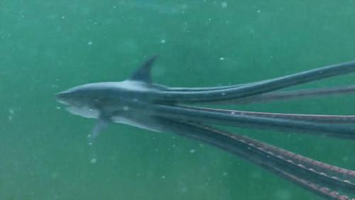 八爪狂鲨大战梭鱼翼龙