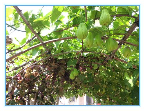 门口葡萄架上葡萄累累,向阳的一面小脸红扑扑的,佛手瓜举着小拳头猛