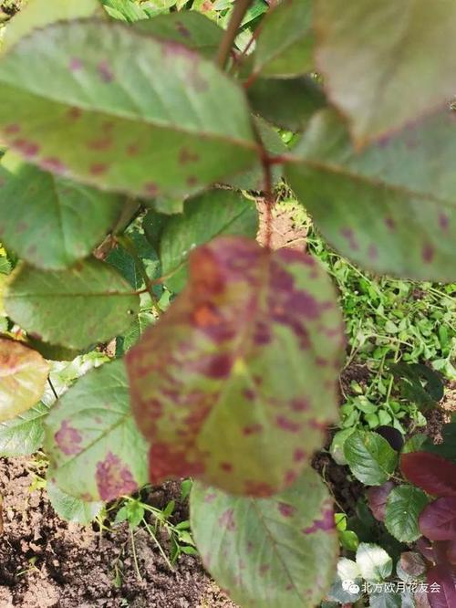月季只有在秋季才得霜霉病?你错了,夏季也要注意防治