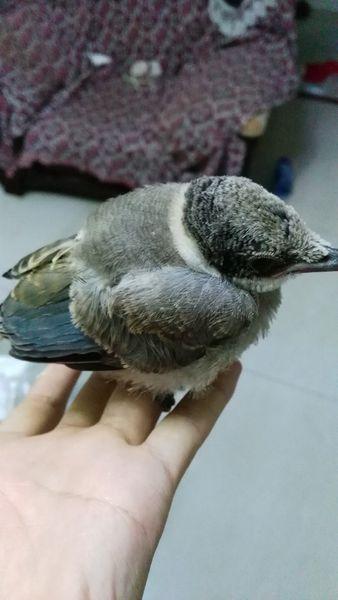 灰喜鹊的幼鸟. 追问: 能养活吗?