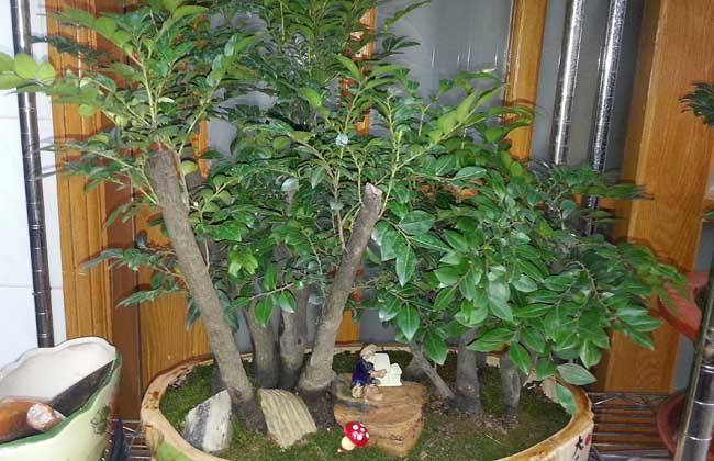 小叶紫檀怎么过冬,小叶紫檀开花吗