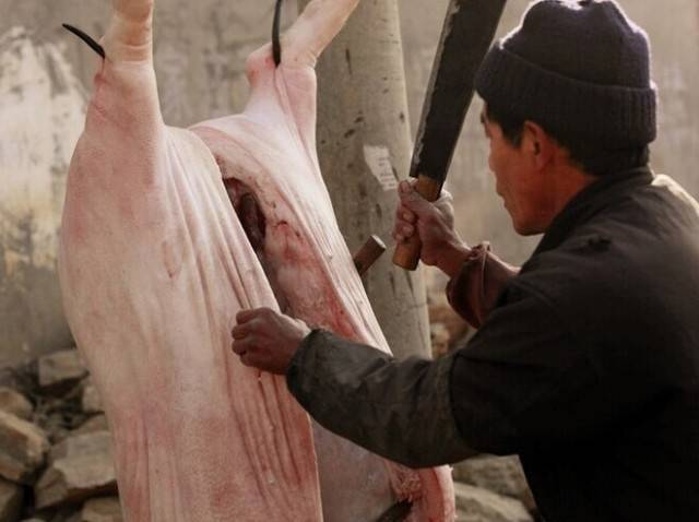 年前杀猪全过程小时候没见过的慎入过程比较吓人