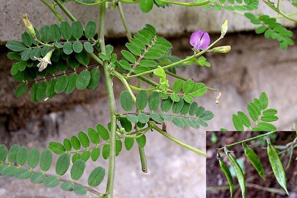 沙苑子_沙苑子图片_沙苑子的功效与作用