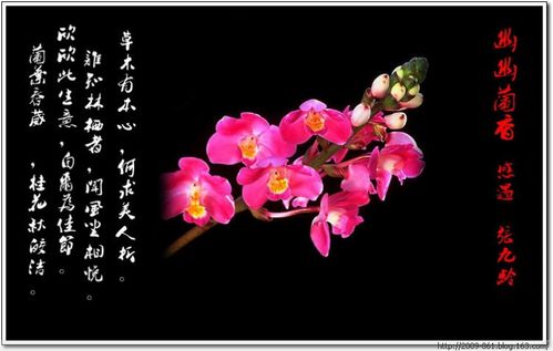 描写兰花的诗句 有关兰花的古诗句