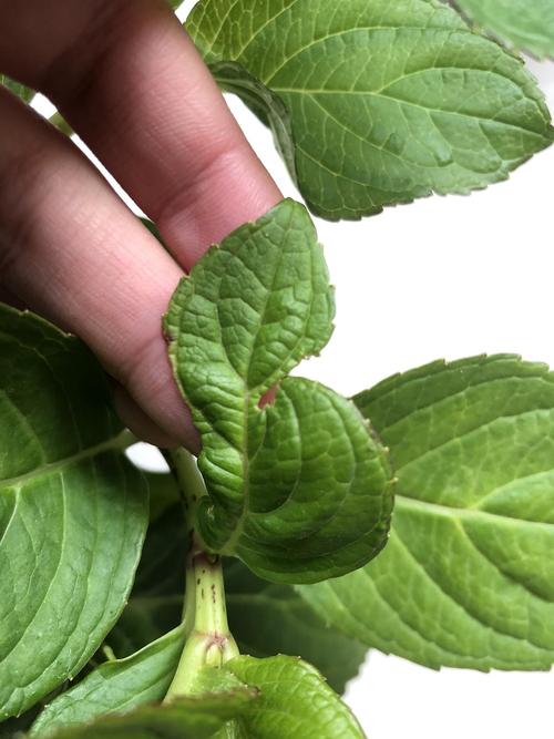 求助 各位帮我看看我的绣球是不是遭遇蓟马了