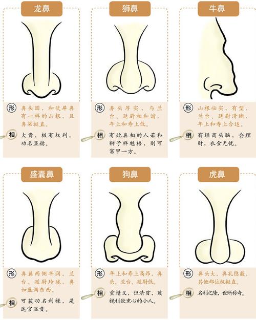 鼻子面相鼻子看运势