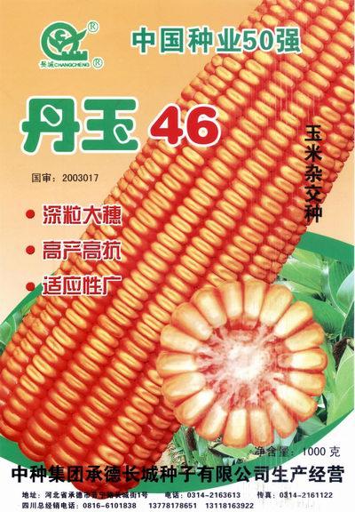 优质玉米种子