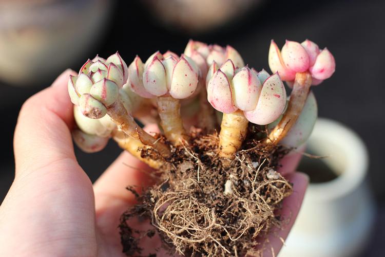 灰姑娘多肉植物群生老桩稀有红边超萌多肉植物