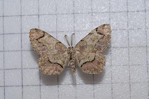 paracalicha psittacata (bastelberger, 1909) 巨齿褐尺蛾