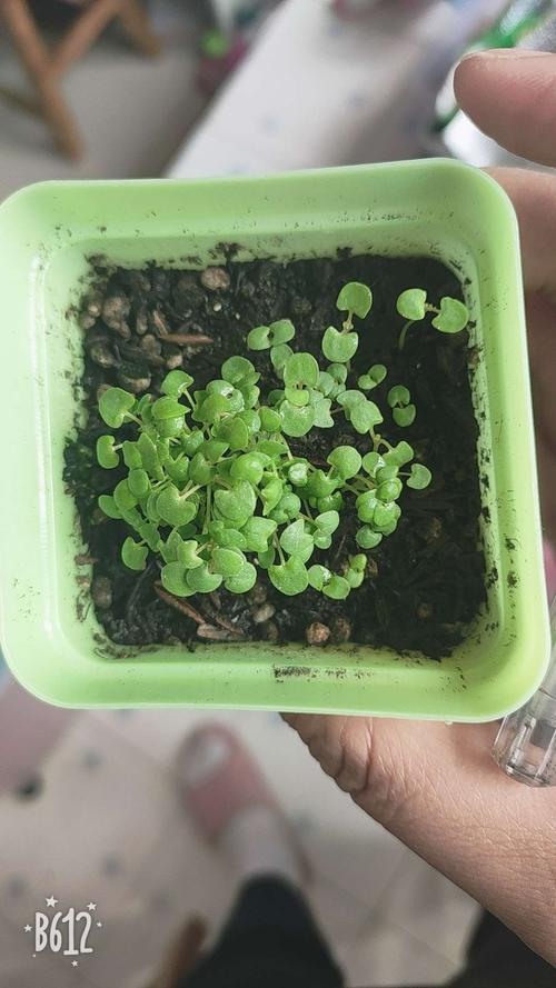 "我和小苗共成长——薄荷种子发芽记" 濮阳市油田第二