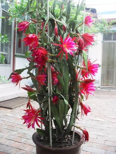 昙花一现所指何花以及昙花和令箭荷花的区别辨识