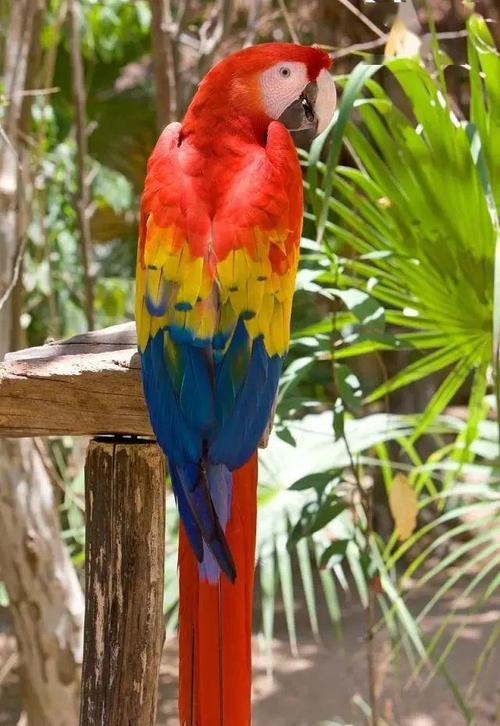 怪不得五彩金刚鹦鹉这么稀少专家大多数人都不清楚这个原因