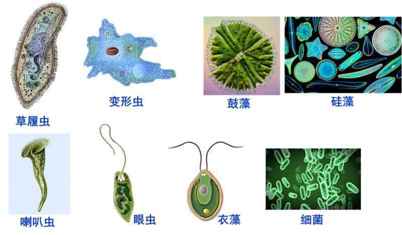 肉眼(1毫米)→放大镜(几十倍-几百倍)→光学显微镜(1500倍)→电子