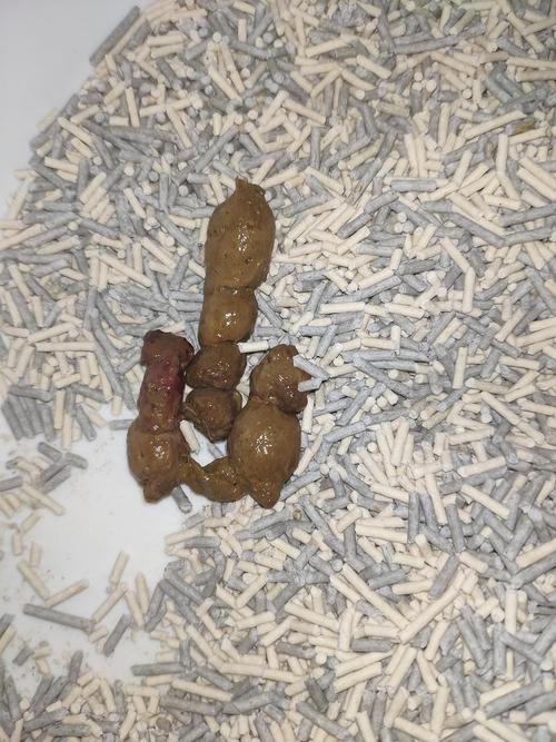 猫砂其实铺的很厚但是他喜欢刨到底再拉 搜索了有肠粘膜脱落的话可以