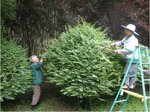 园林树木修剪整形的过程