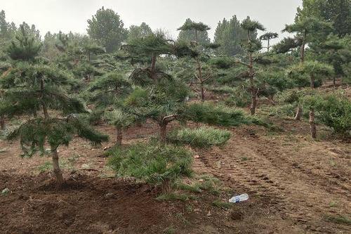 0/棵  造型油松,适合存圃,价格便宜!高度,1.2米到3.5米