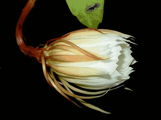 《中国爱情诗刊》【中华汉俳】(第118期)同题:昙花一梦